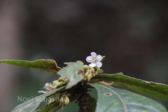 Rhynchotechum permolle